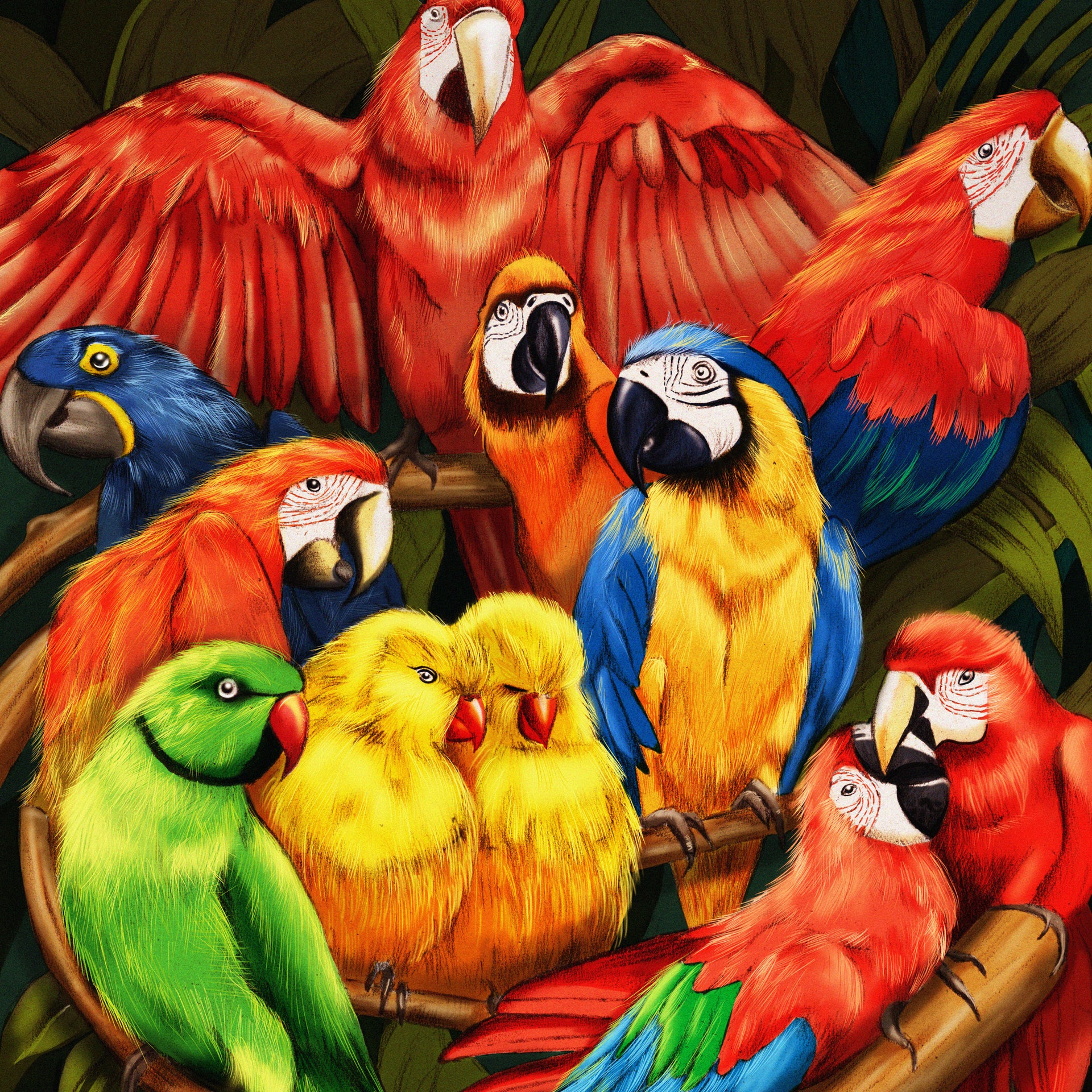 Parrots nature illustration by Melbourne based illustrator Kelly Thompson
